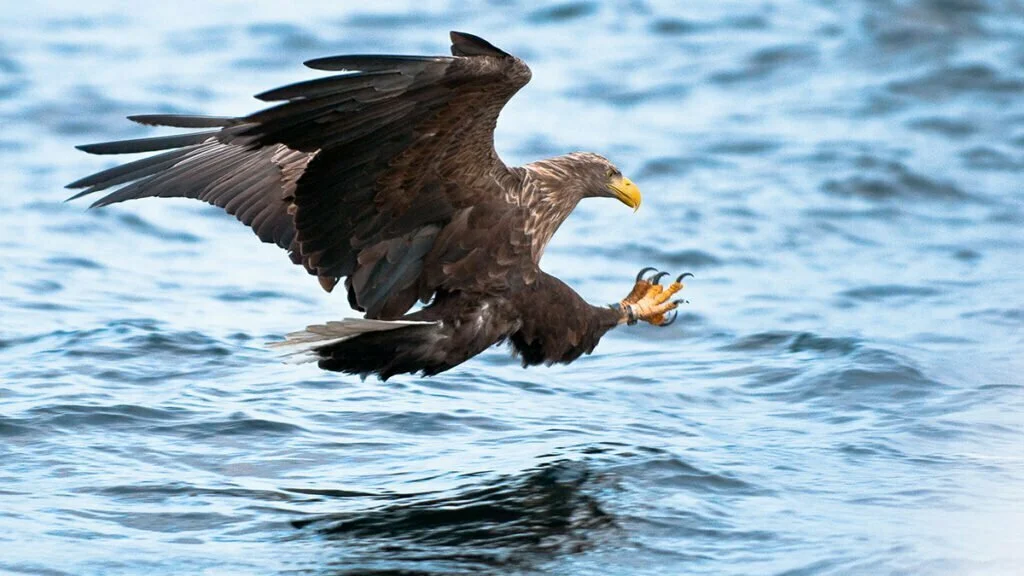 Eagle Safari