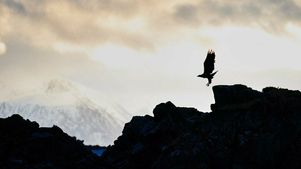 Eagle safari sillhouette