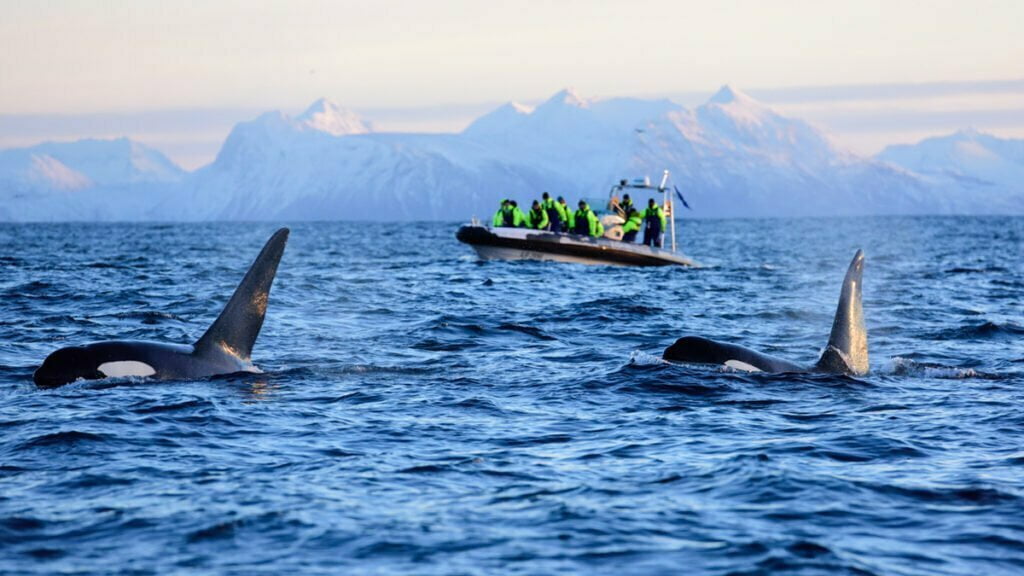 whale-watching-orca-1