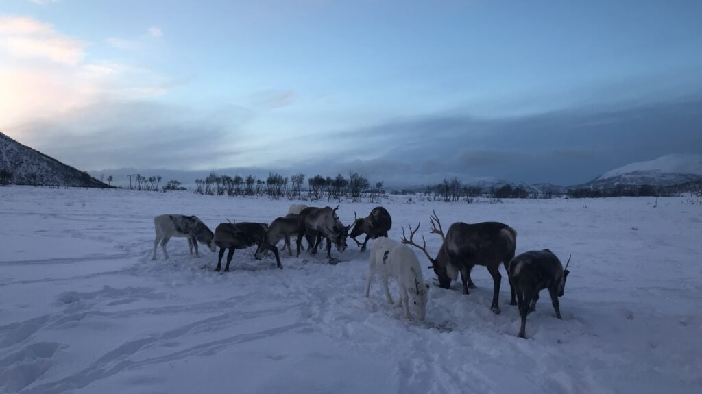 Northern Lights Holidays - reindeer in the snow