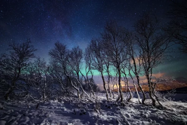 Trees silhouetted against the northern lights in Norway