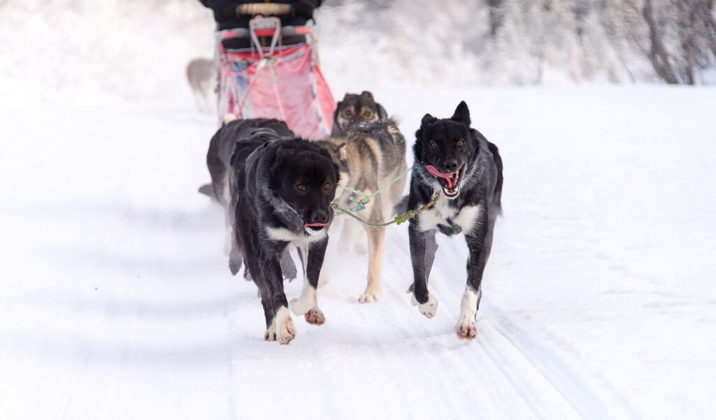 Husky dog-sledding