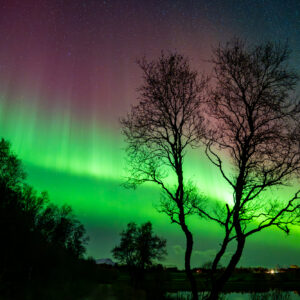 Northern Lights behind trees