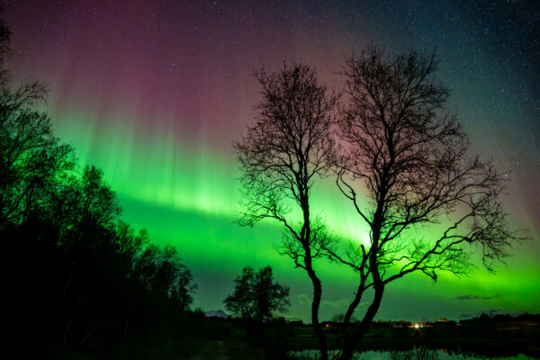 Northern Lights behind trees